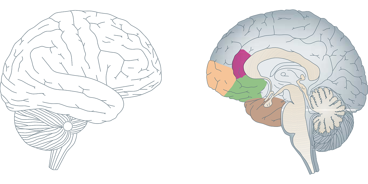 brain, human, anatomy-150952.jpg